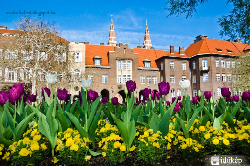 Szegedi tulipánok.