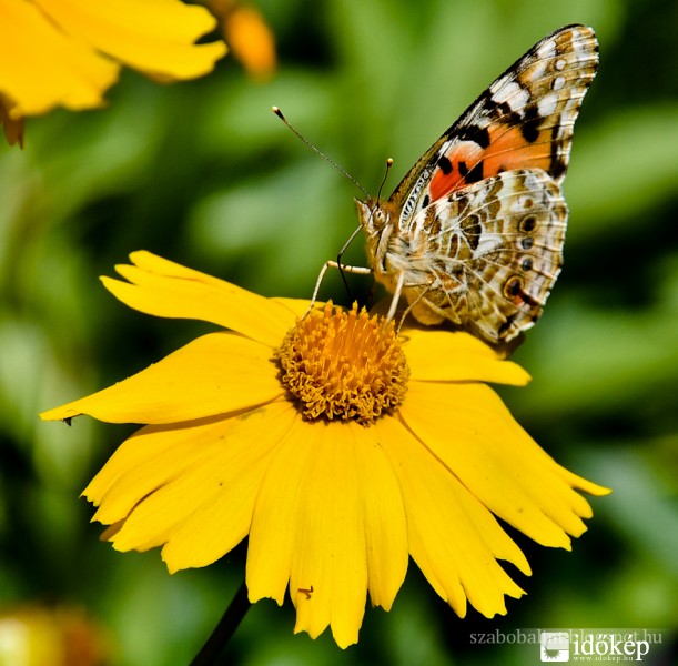 Bogáncslepke (Vanessa cardui) 