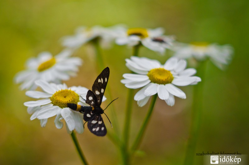 Sárgaöves álcsüngőlepke