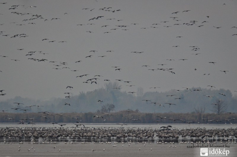 Darvak leszállása a Fehér-tóra