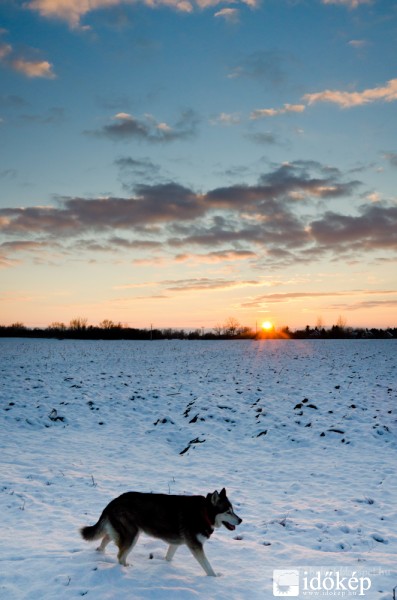 Husky és a téli naplemente