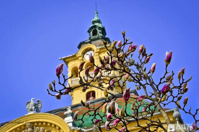 Virágzik a szegedi Széchenyi téri magnólia