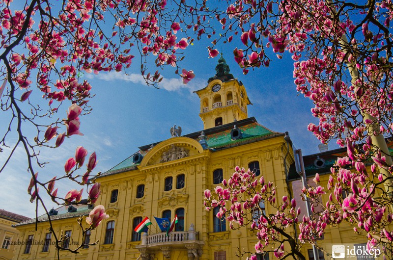 Virágzik a szegedi Széchenyi téri magnólia