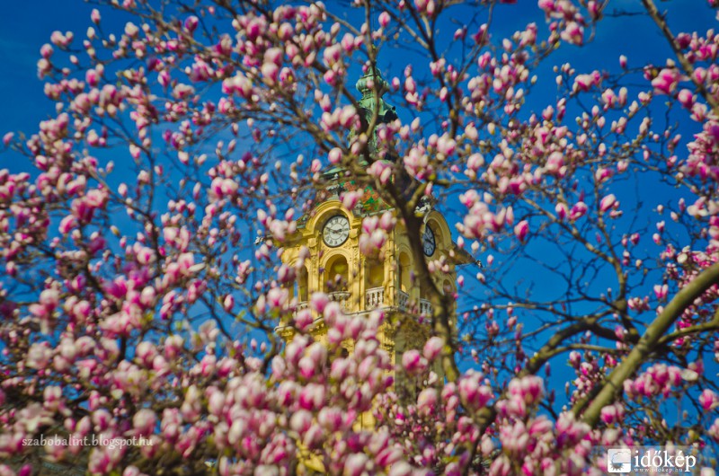 Virágzik a szegedi Széchenyi téri magnólia