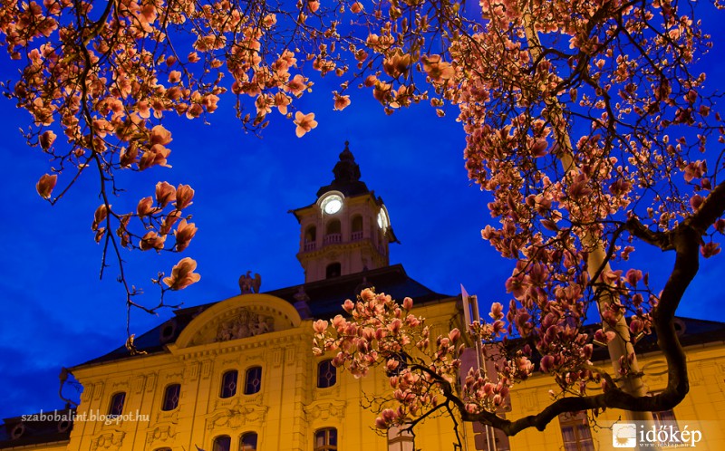 Magnólia kékórában