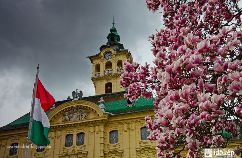 Városháza magnóliával a mai borús időben.
