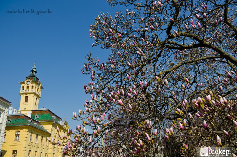 Virágzó magnólia Szegeden