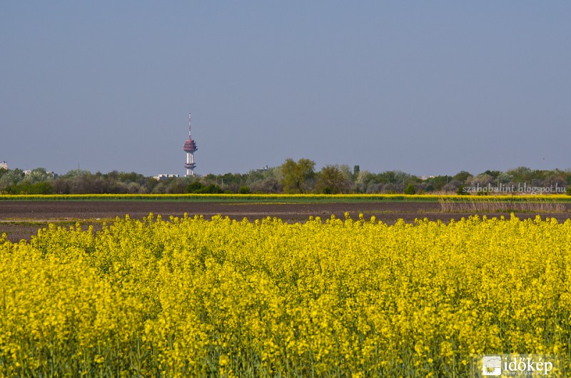 Repcemező Szeged határában