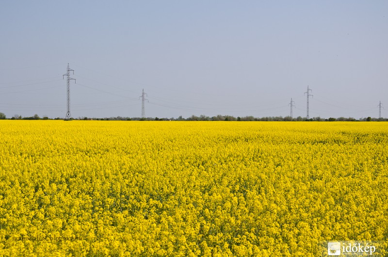 Repcemező Szeged határában