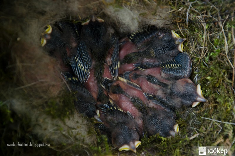 Széncinege fiókák