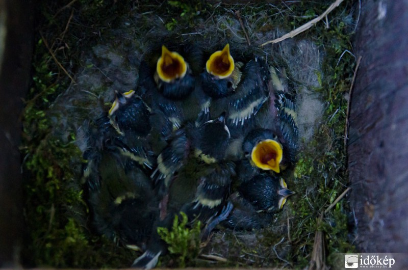 Széncinege fiókák