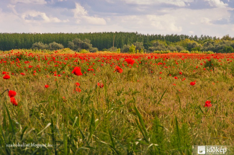 Pipacsmező Röszke határában.