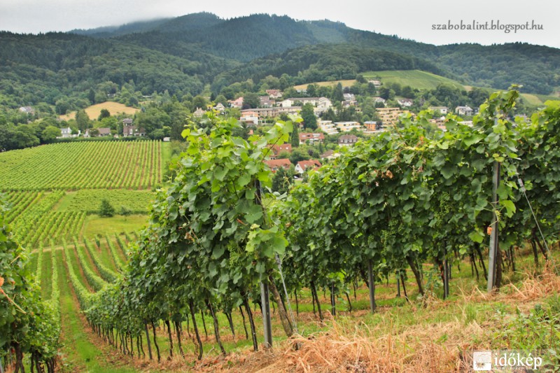 Szőlőtőkék, háttérben a Fekete-erdő