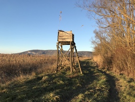 Tavasz januárban, a Villányi-hegység mentén