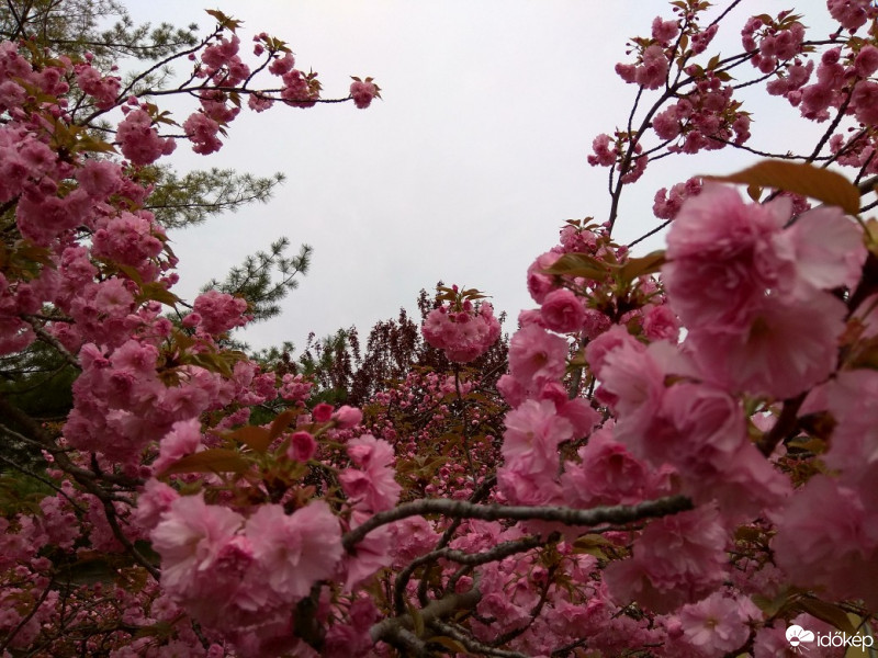 Budapest XVII.ker - Rákosliget