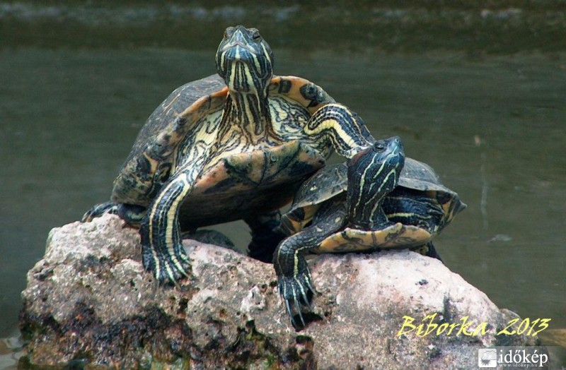 sajnálom, én is látni akarom...