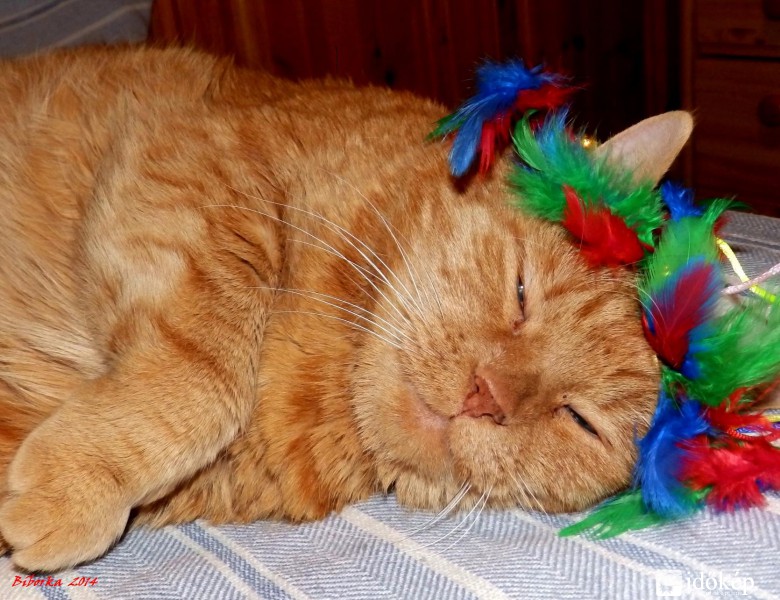  farsangi.....ááloom  :)