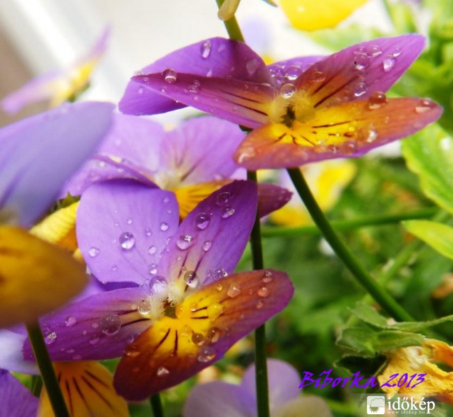 éltető esőcseppek