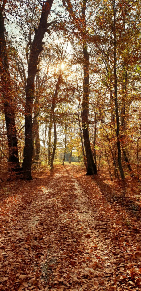 Gosztola