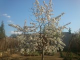 Cseresznyefa virágzása