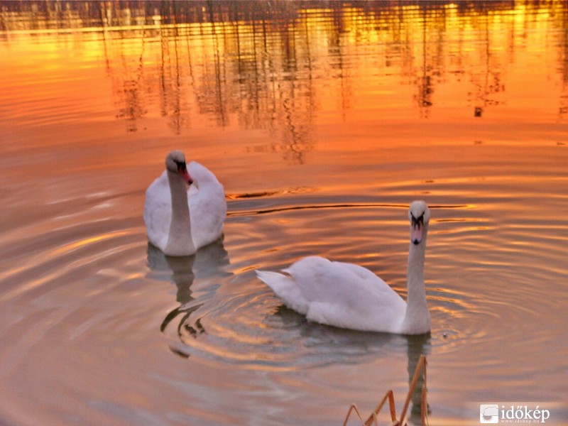 Naplemente  hattyúkkal
