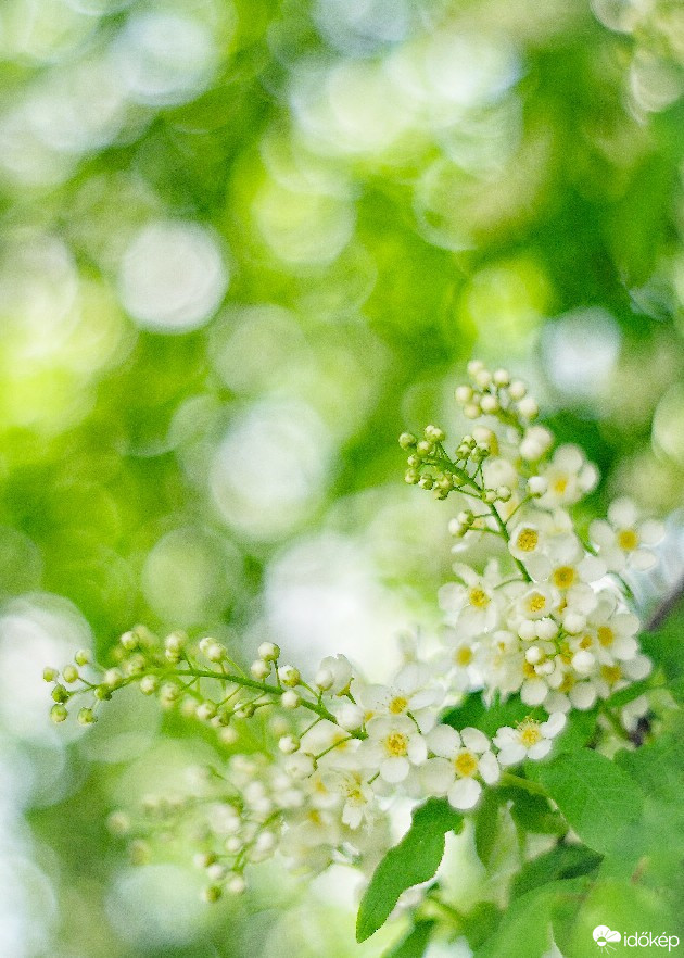 Budapest IV.ker - Újpest