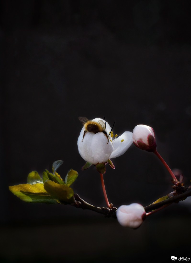 Budapest IV.ker - Újpest