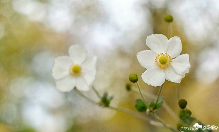 Budapest XIII.ker - Angyalföld