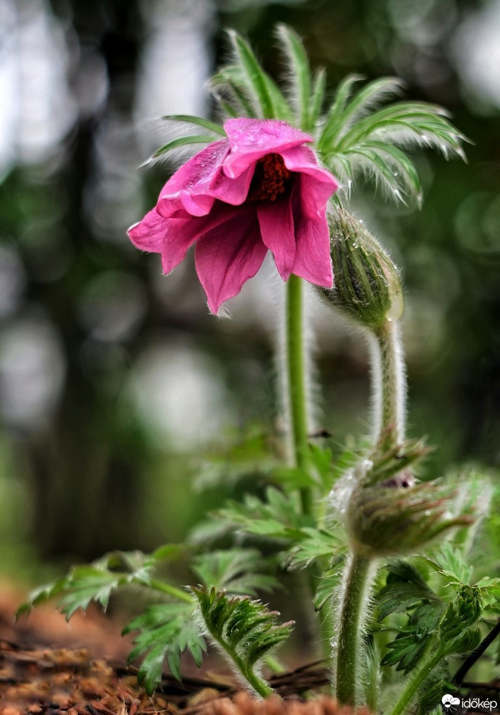 Budapest IV.ker - Újpest