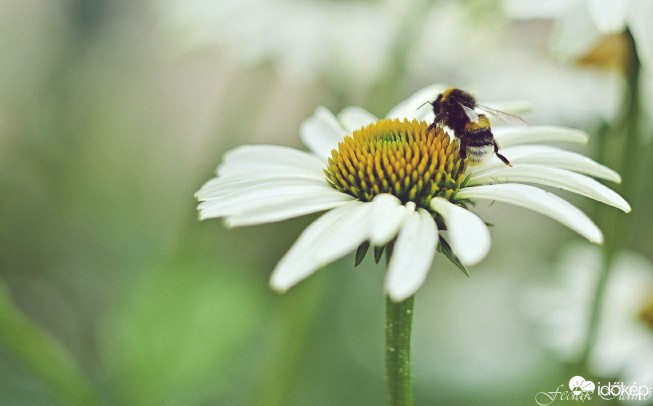 Budapest IV.ker - Újpest