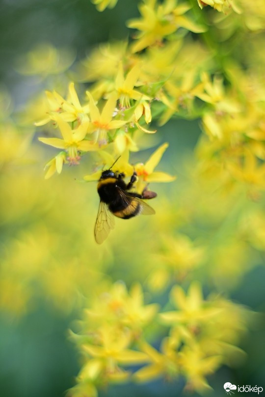 Budapest IV.ker - Újpest