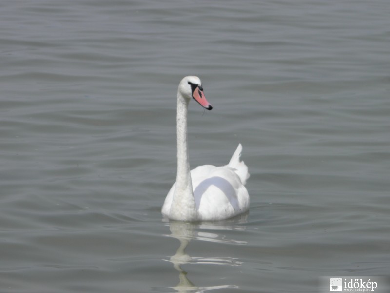 Hattyú a Balatonon Fonyódnál.