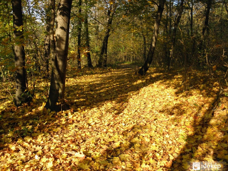 Őszi erdő Mogyoródon.