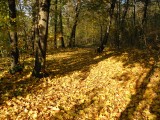 Őszi erdő Mogyoródon.