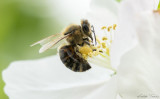 Dolgos méh, egy tavaszi napon.