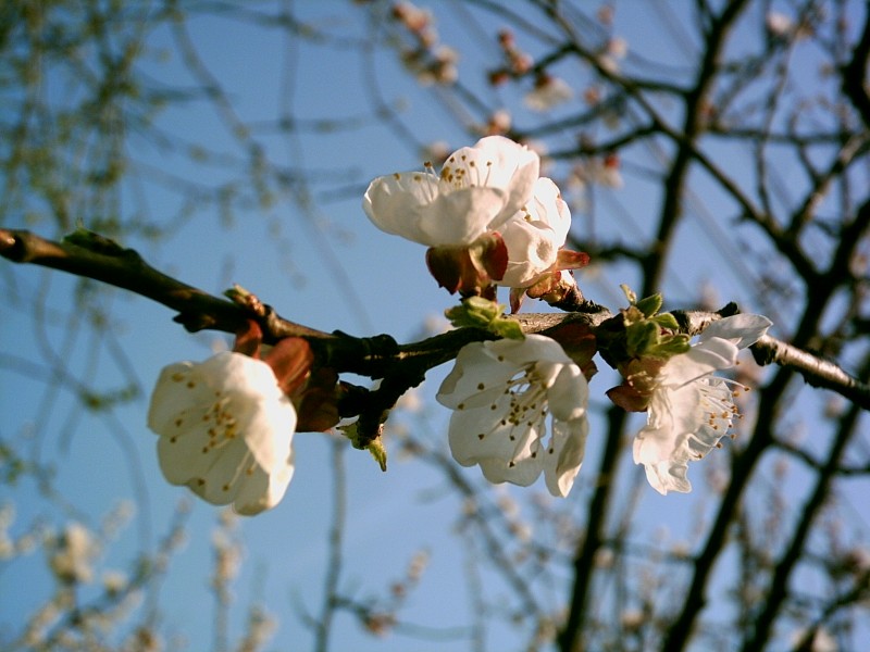 2009.04.04