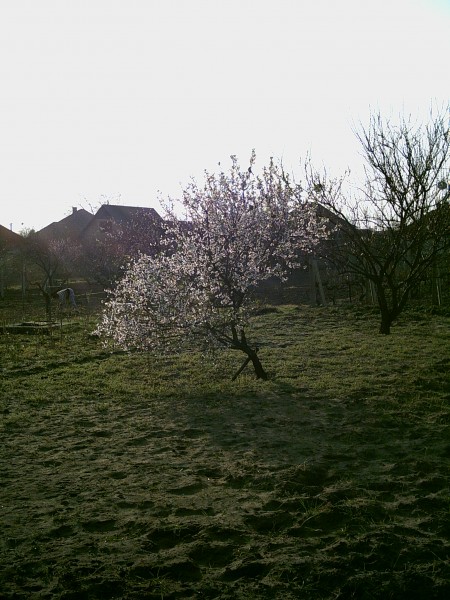 2009.04.04