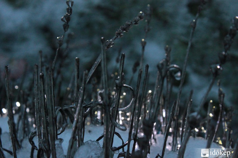 Levendula ónos esőben