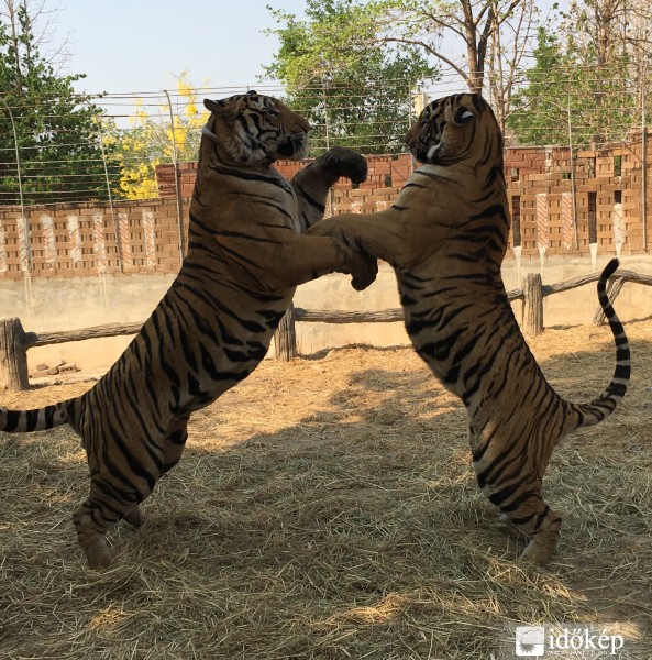 Bunyózó tigrisek