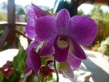 Orchideáim