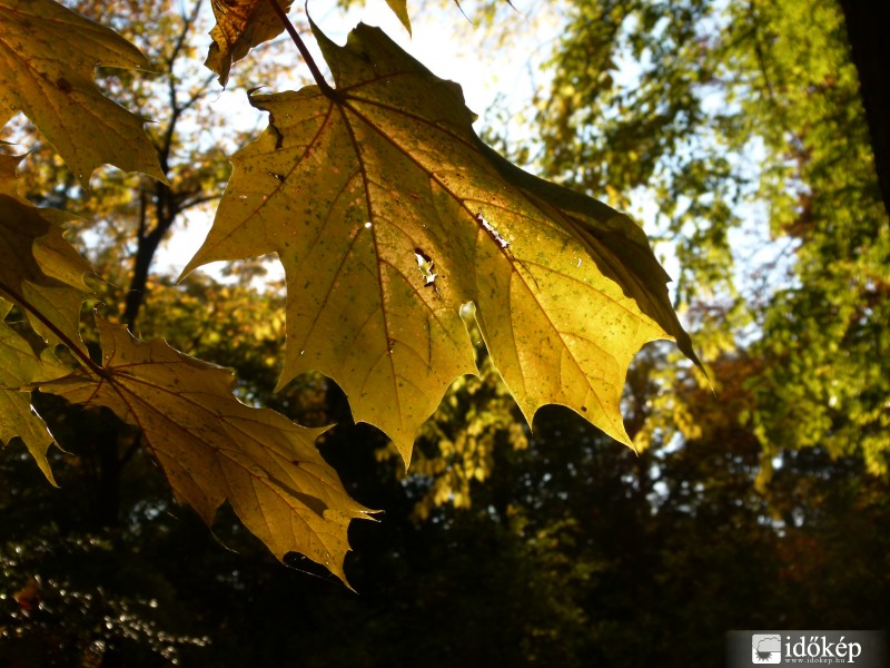 The first yellow leaf