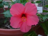 Trópusi virág2- Tropical flower2