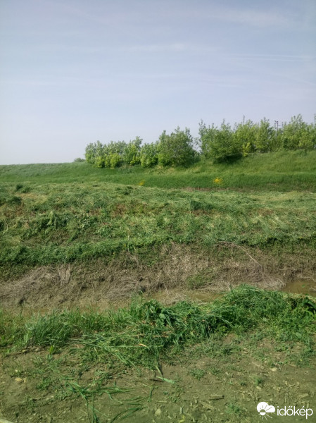 Tolnanémedi