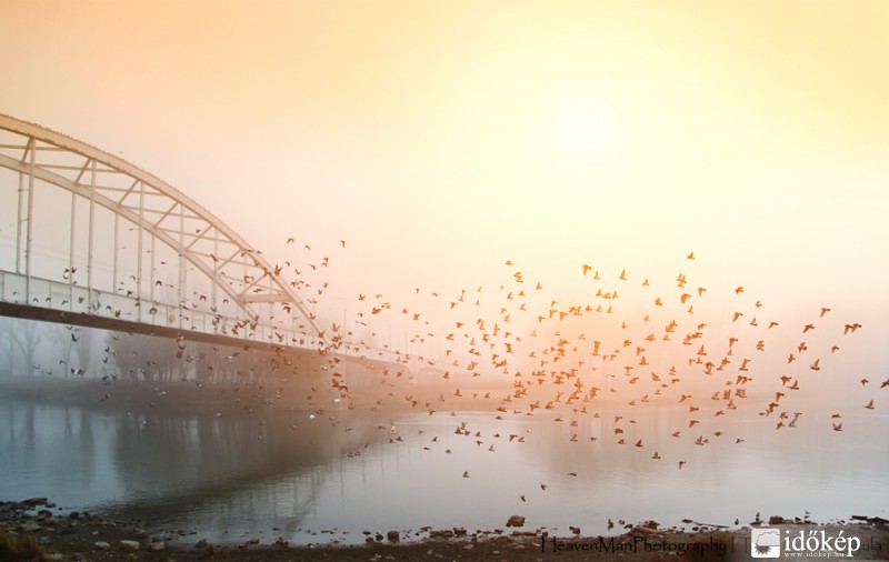 Ködös-színes-madaras