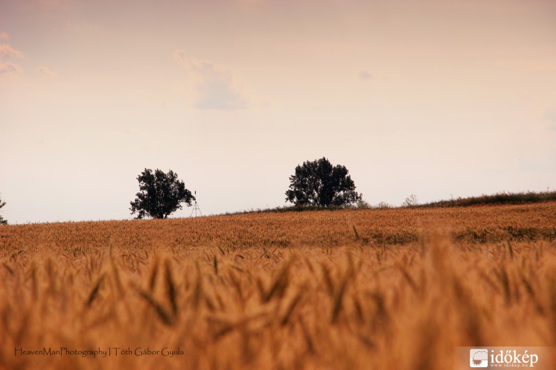 Arany mezők...