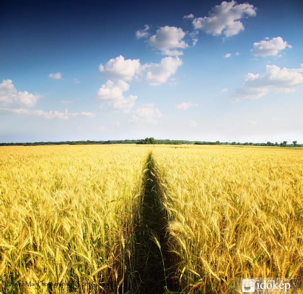Arany mezők...II.