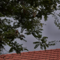 Békéscsaba