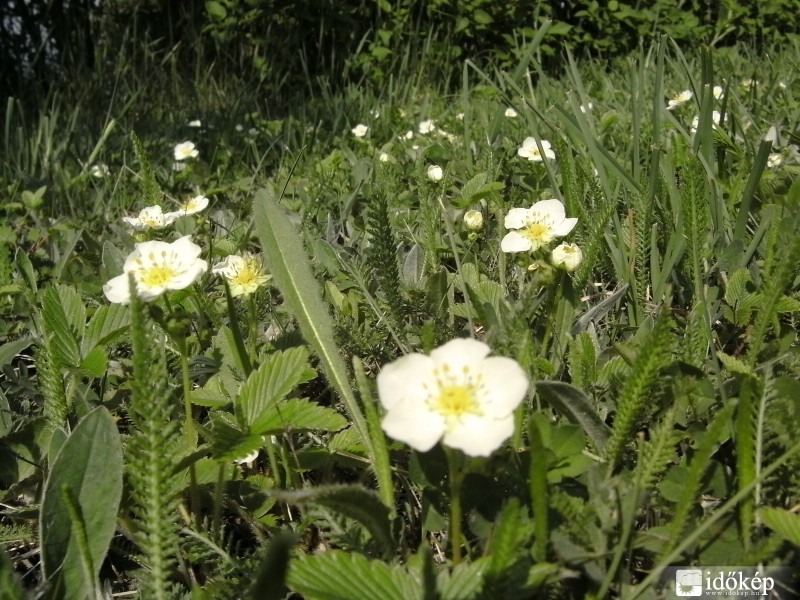 Vadszamóca virágok