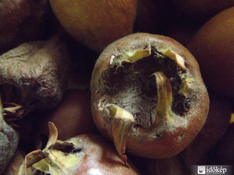 Az ősz utolsó gyümölcse.