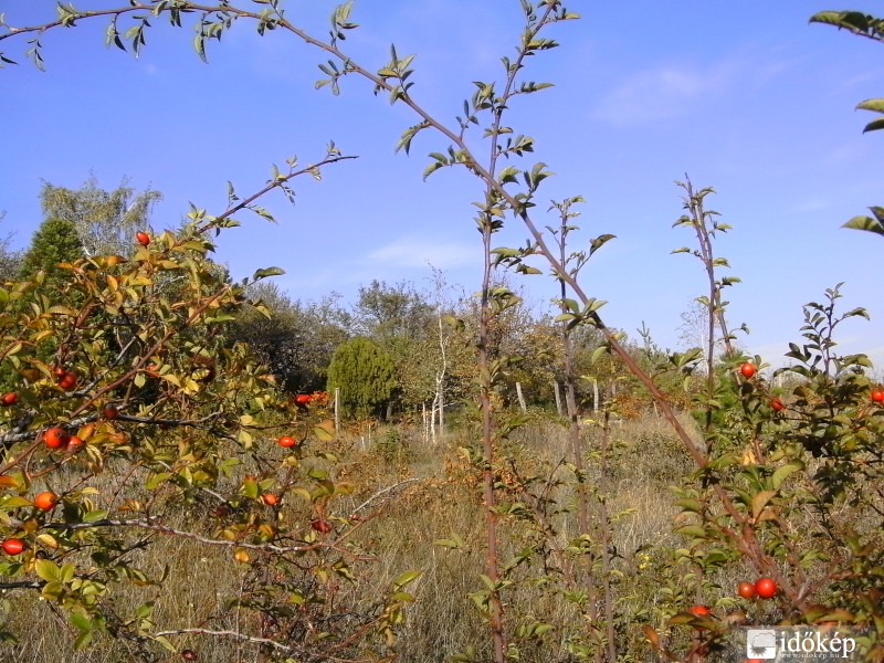 Csipkebokor látószög.